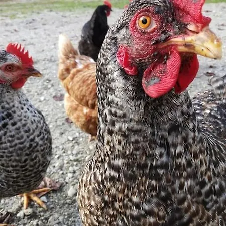 Chaleureux Au Calme * Salles-de-Barbezieux
